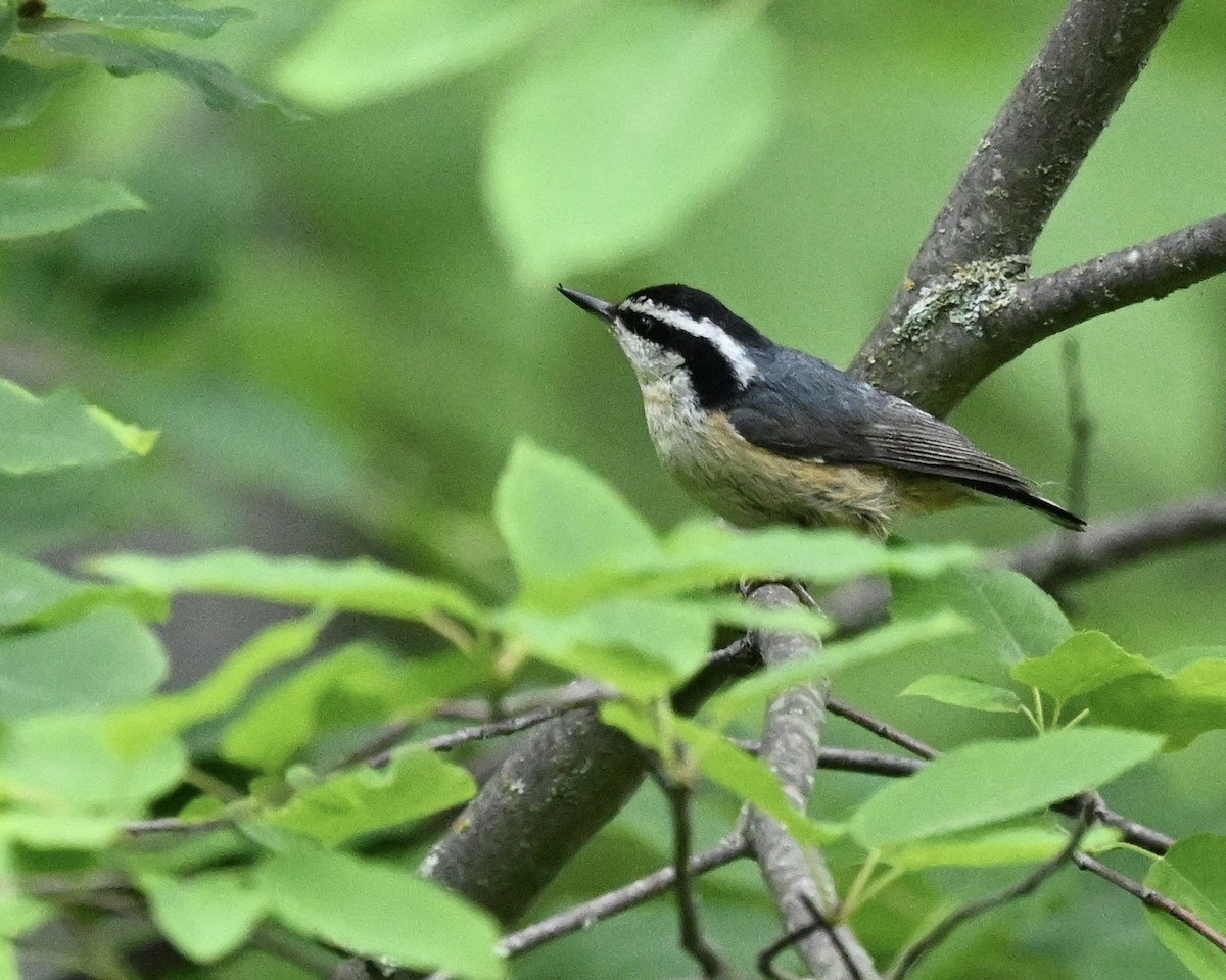 Red-breasted Nuthatch - ML620534219