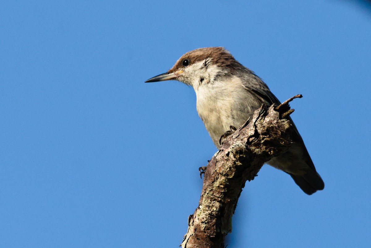 Brown-headed Nuthatch - ML620534224