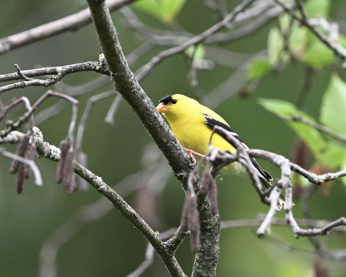 American Goldfinch - Joe Wujcik