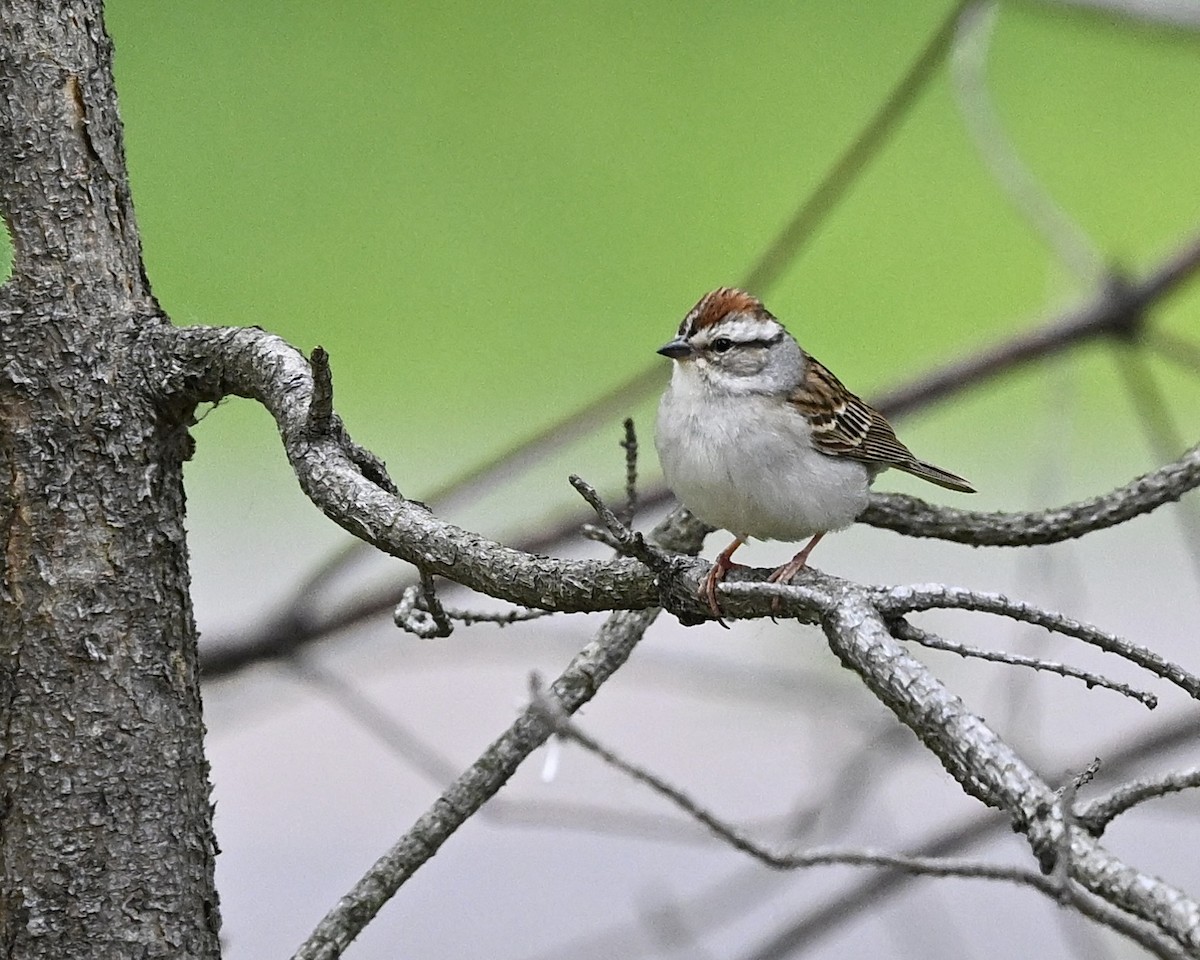 Chipping Sparrow - ML620534227