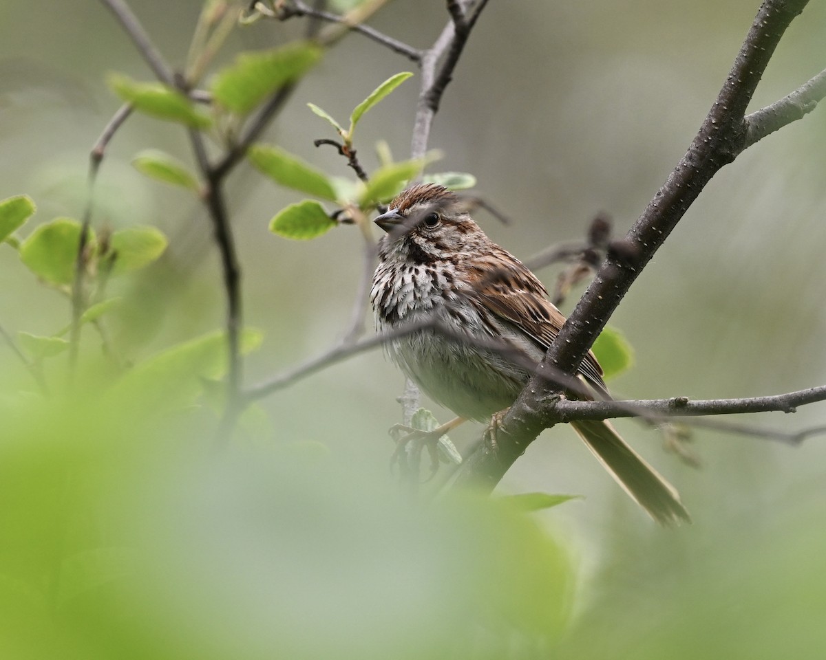 Song Sparrow - ML620534231