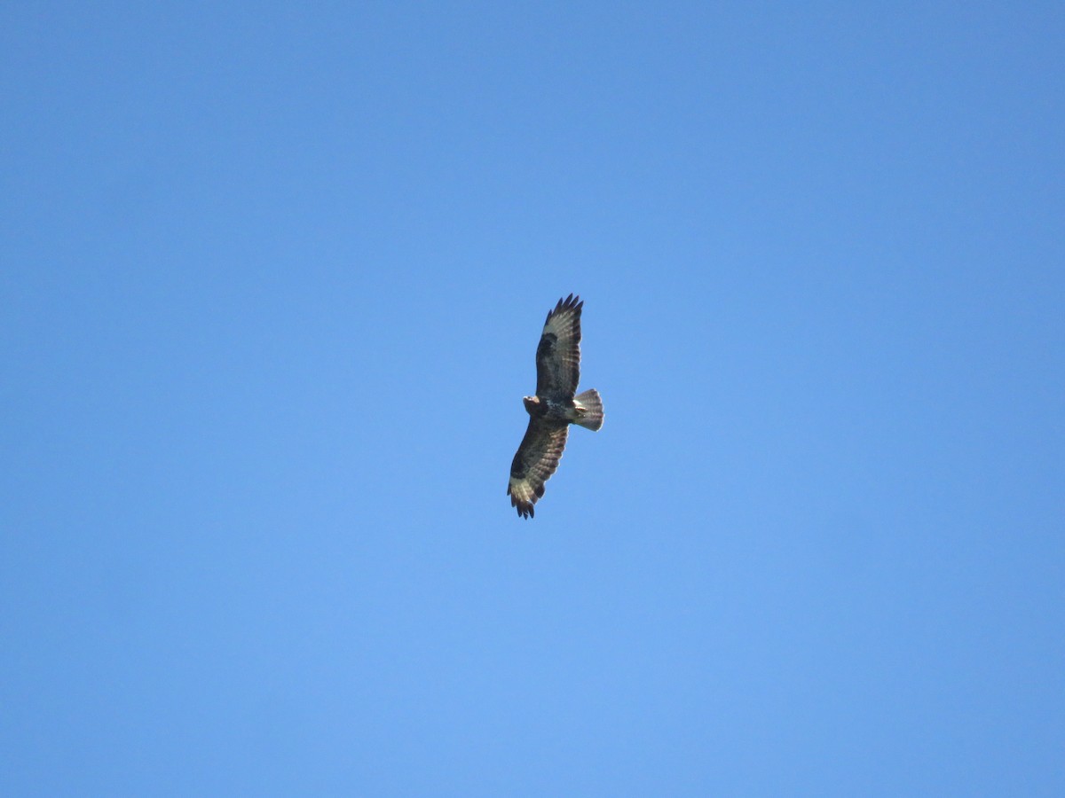 Common Buzzard - ML620534233