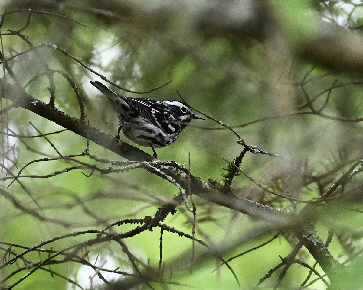 Black-and-white Warbler - Joe Wujcik