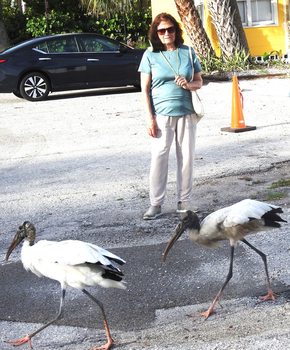 Wood Stork - ML620534241