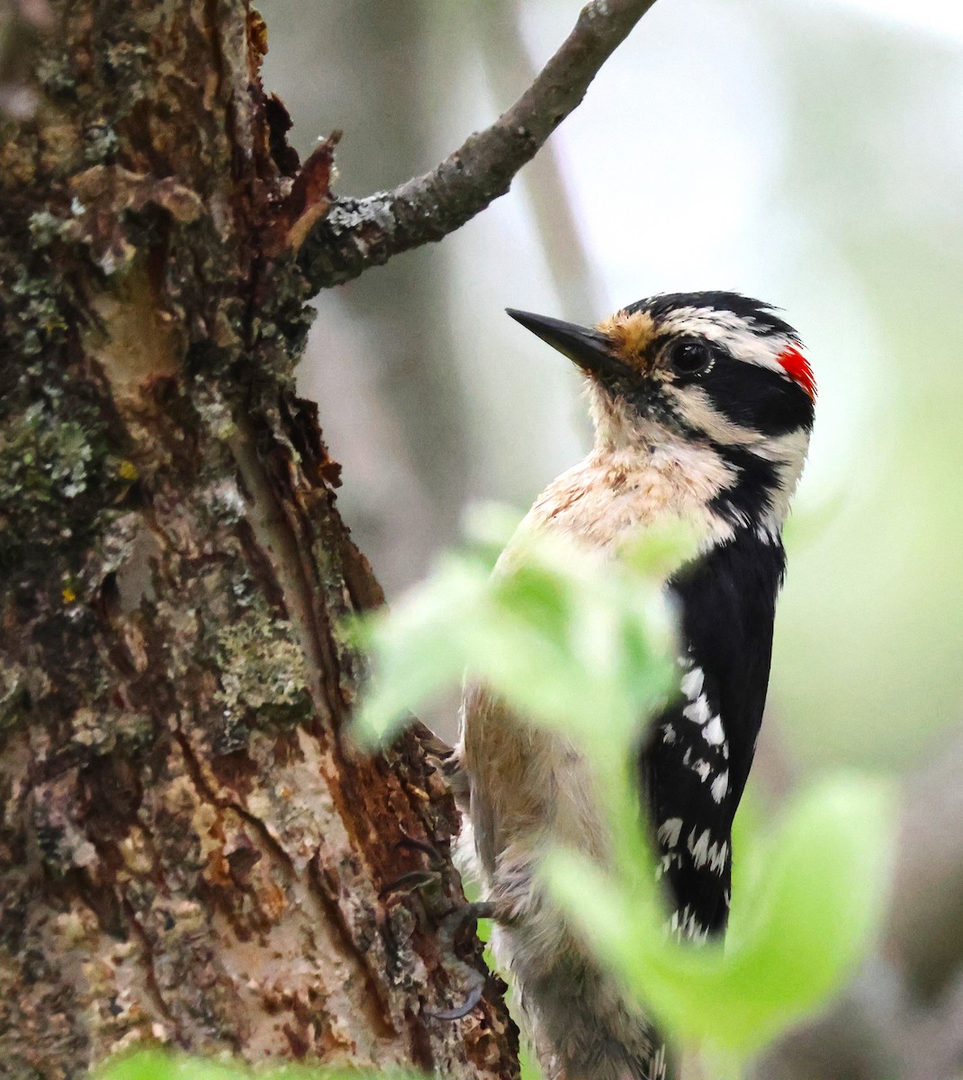 Downy Woodpecker - Daniel Belle-Isle