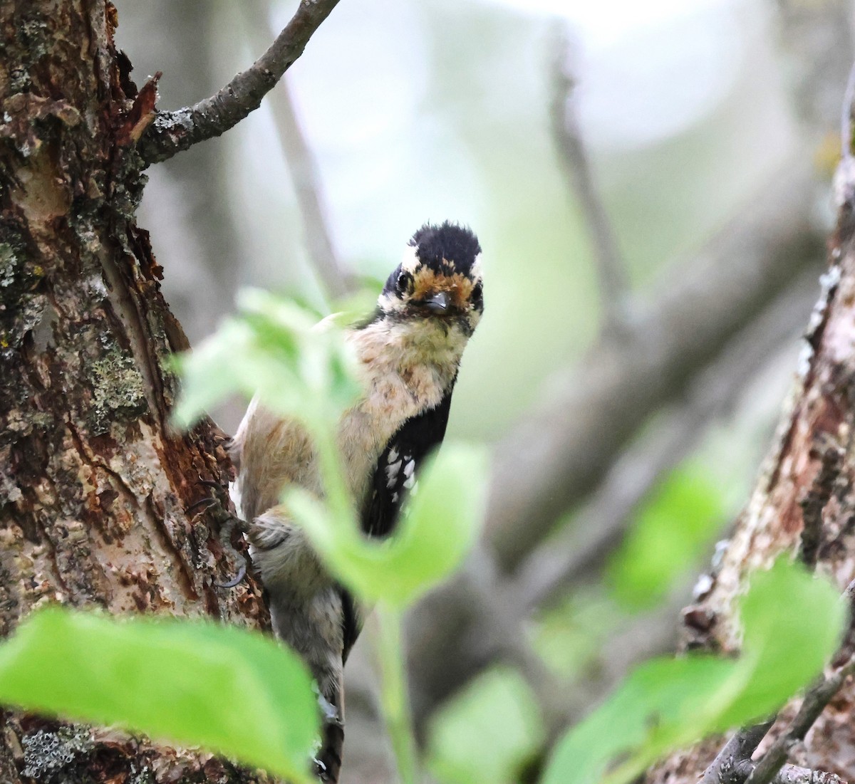 Downy Woodpecker - ML620534246