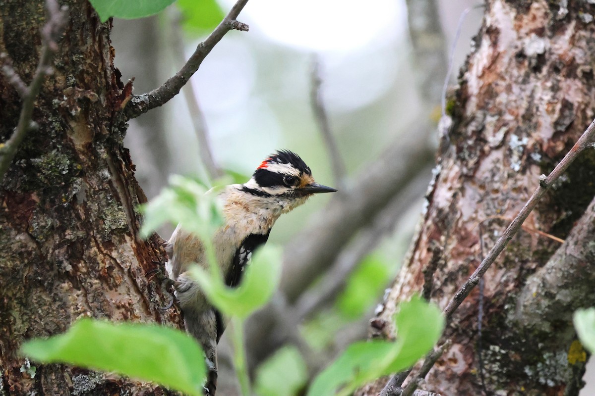 Downy Woodpecker - ML620534247