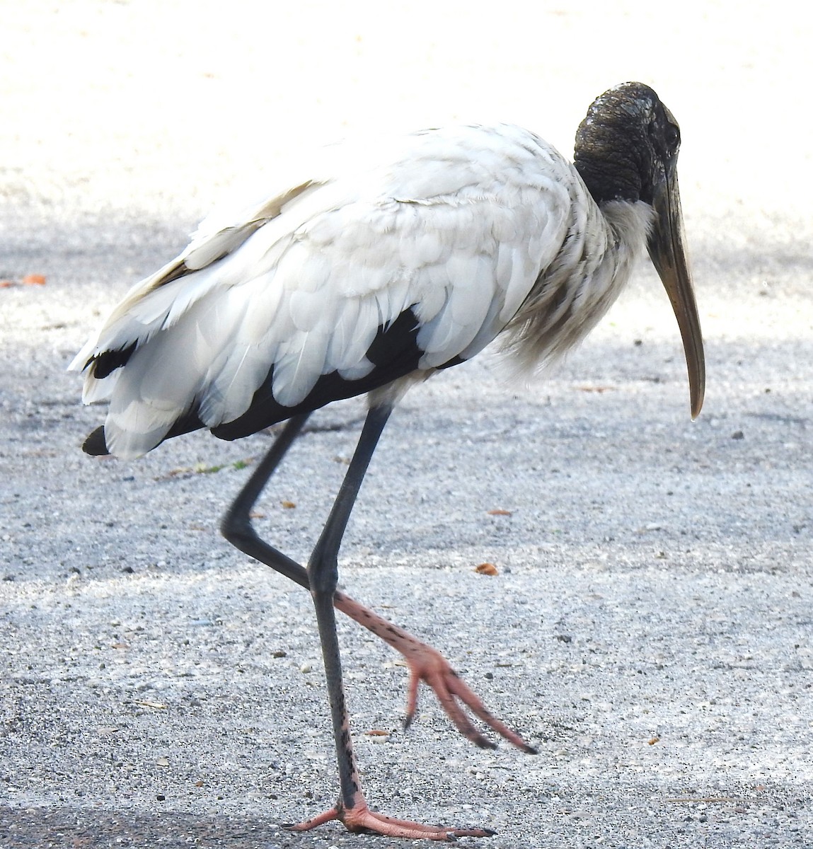 Wood Stork - ML620534256