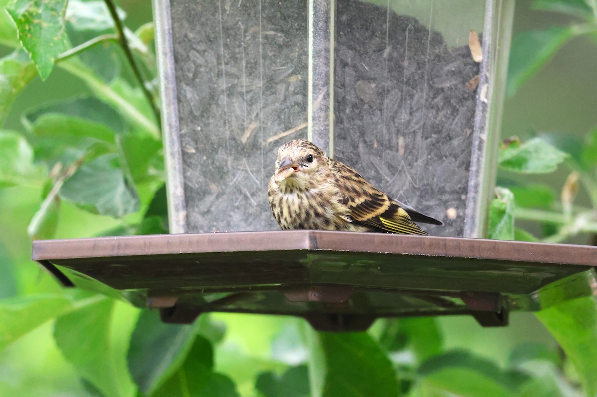 Pine Siskin - ML620534261