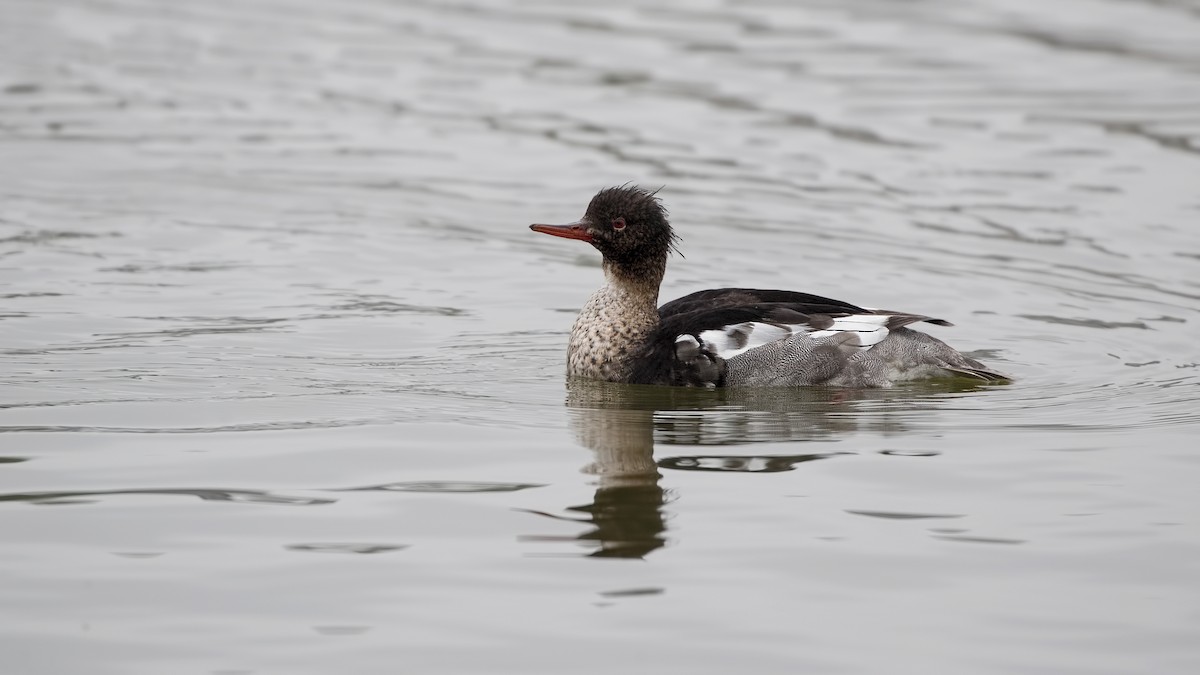 Red-breasted Merganser - ML620534271