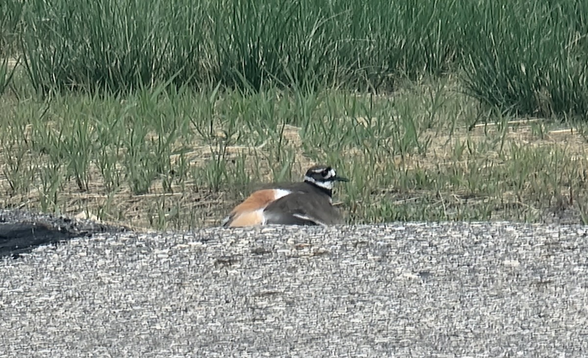 Killdeer - ML620534287