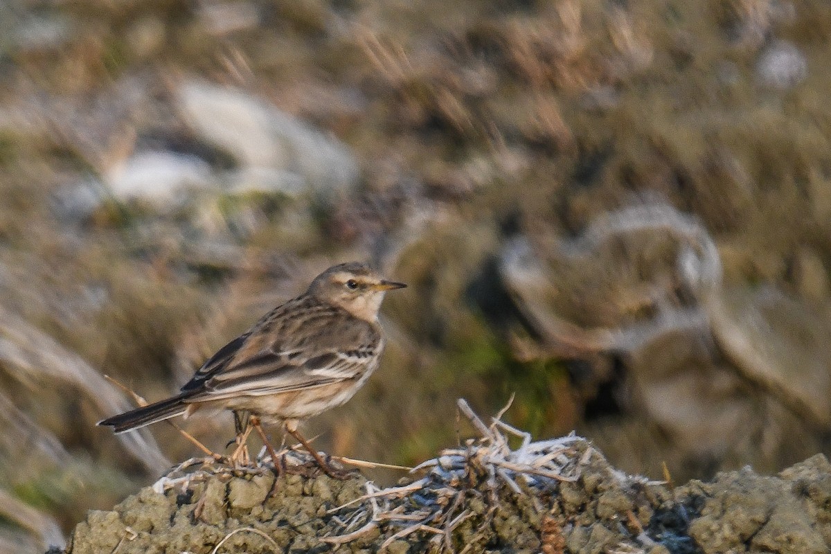 Water Pipit - ML620534289