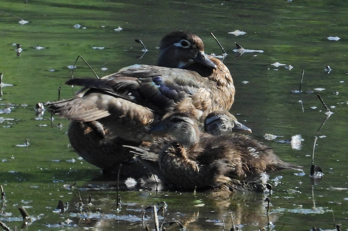 Wood Duck - Mark Malec