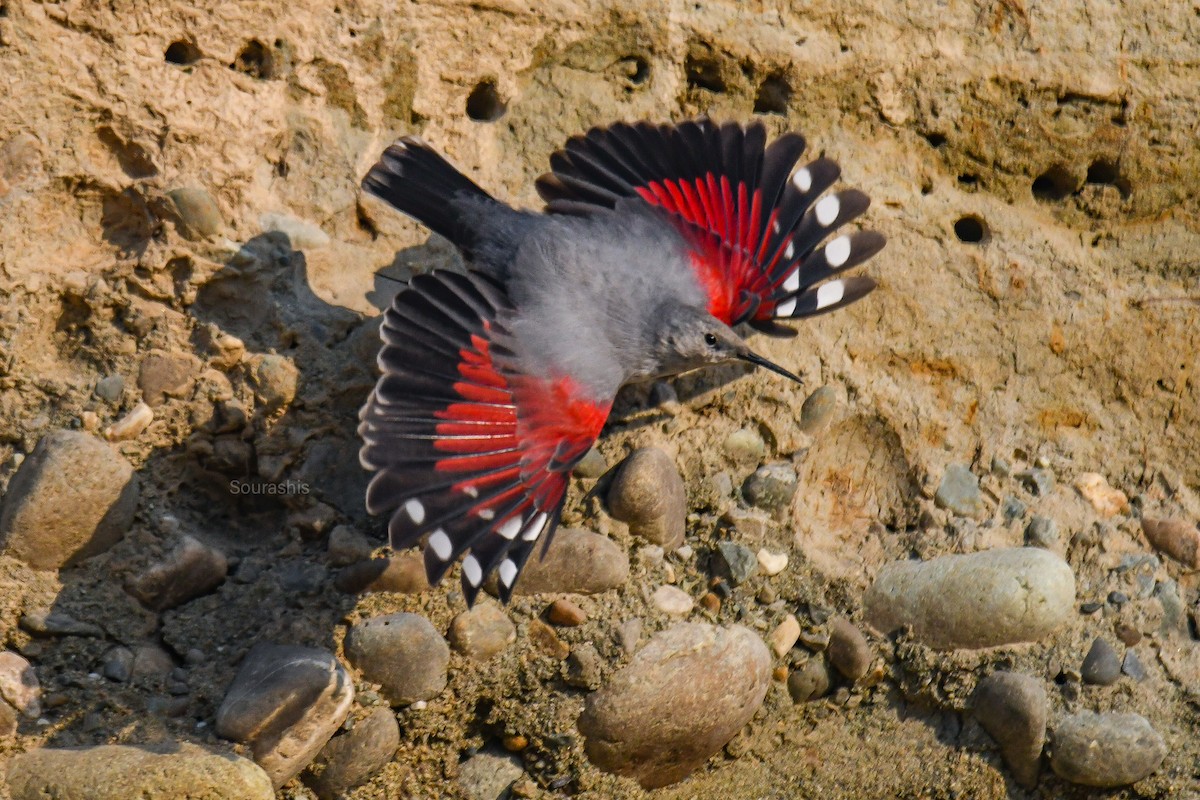 Wallcreeper - ML620534294