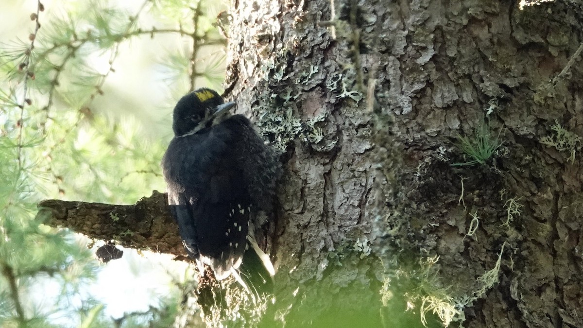 Black-backed Woodpecker - leo wexler-mann