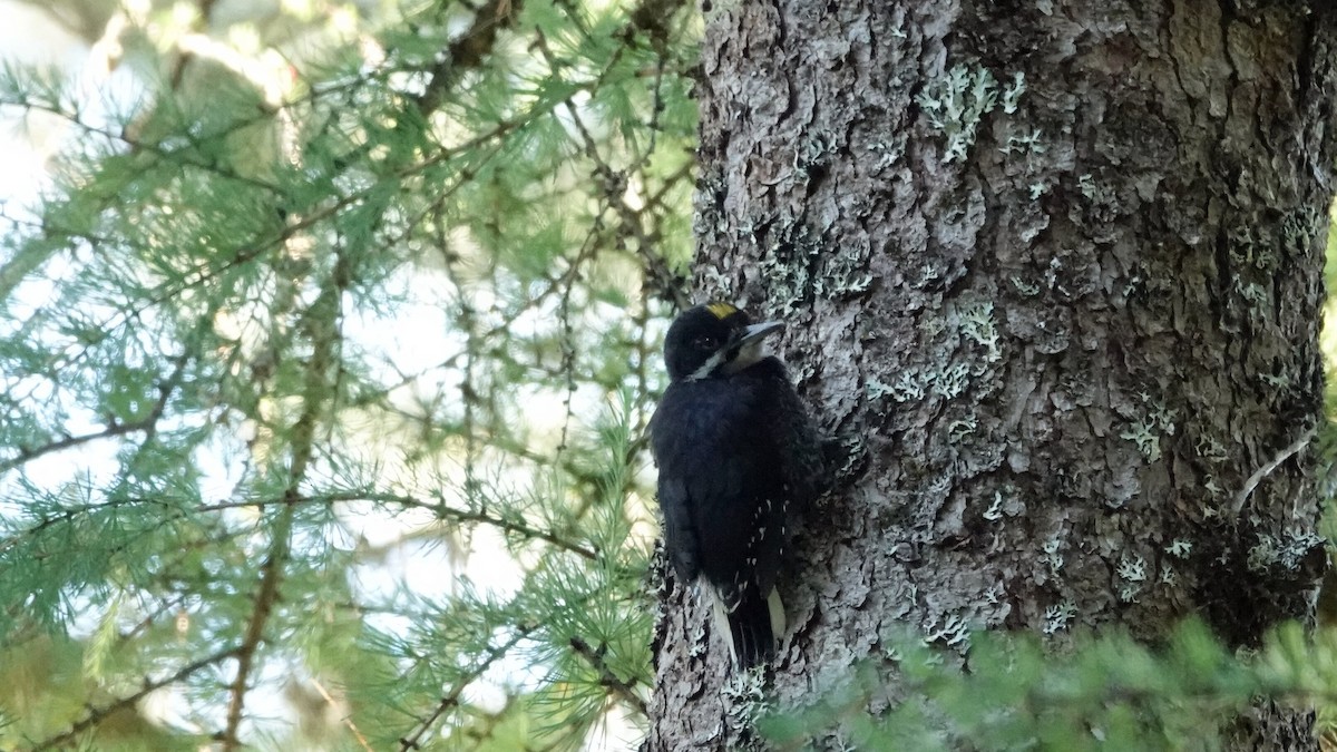 Black-backed Woodpecker - leo wexler-mann