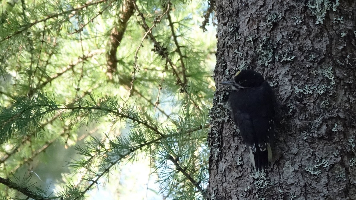 Black-backed Woodpecker - leo wexler-mann