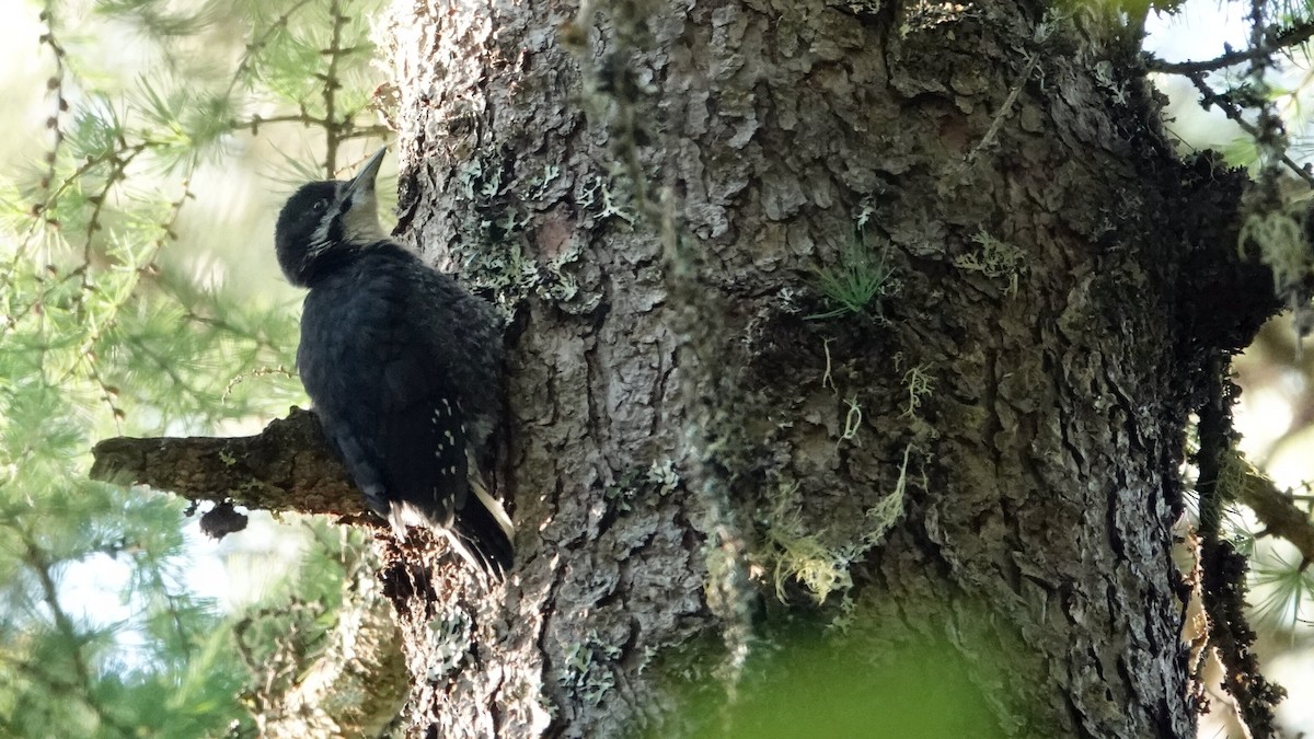 Black-backed Woodpecker - ML620534298