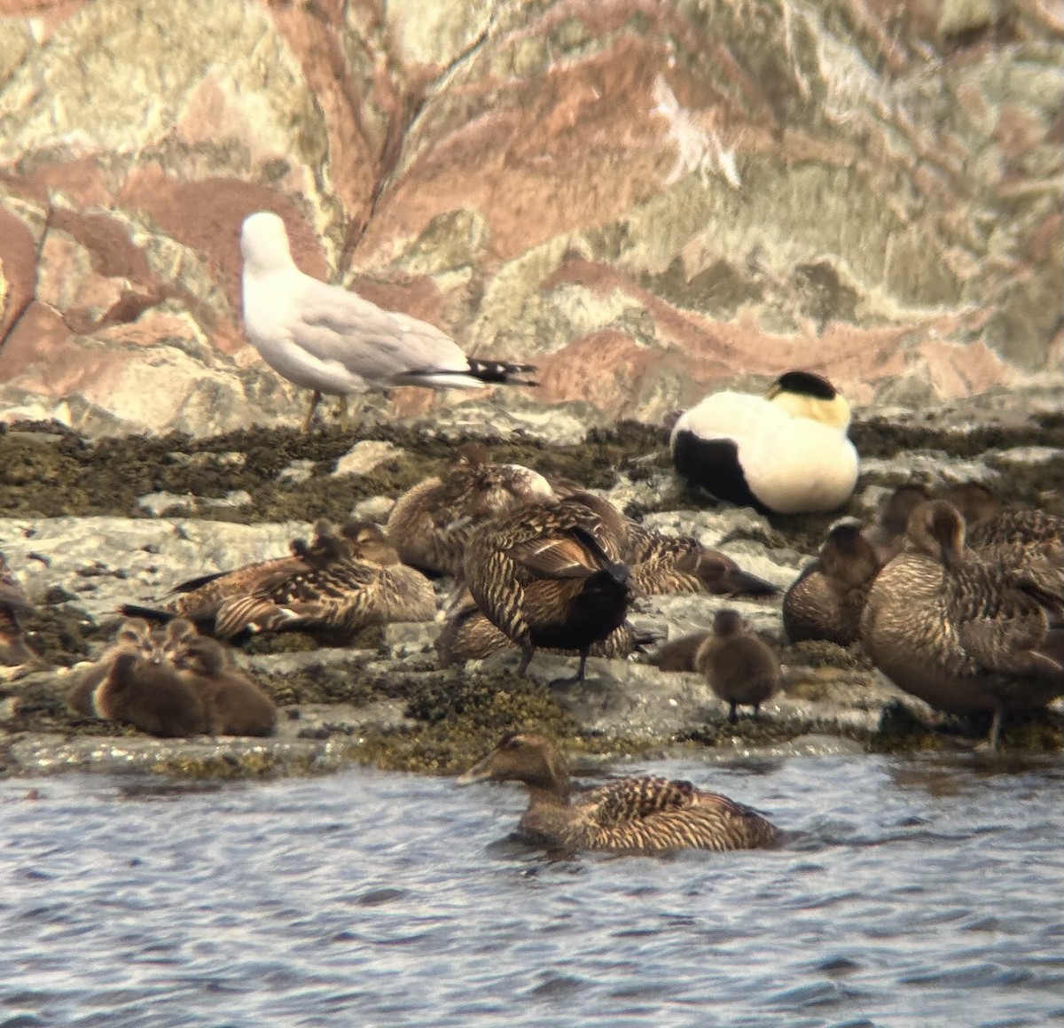 Common Eider - ML620534299