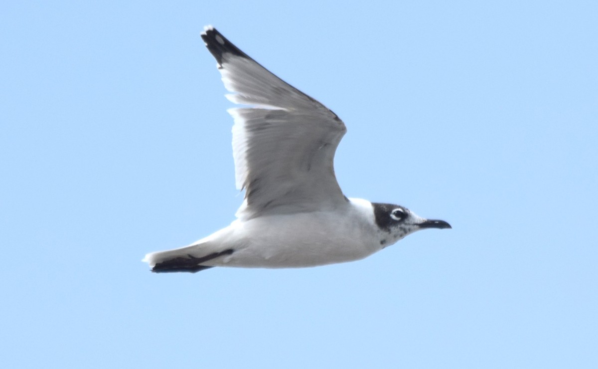 Franklin's Gull - ML620534305