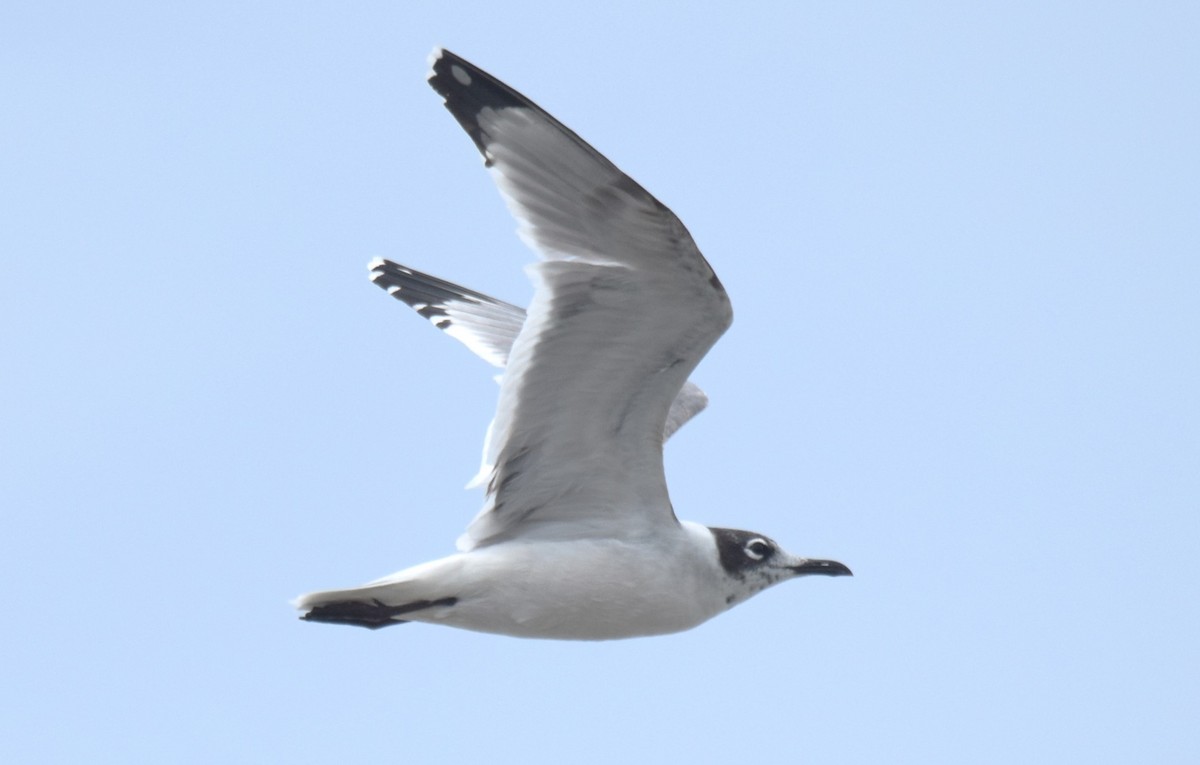 Franklin's Gull - ML620534308