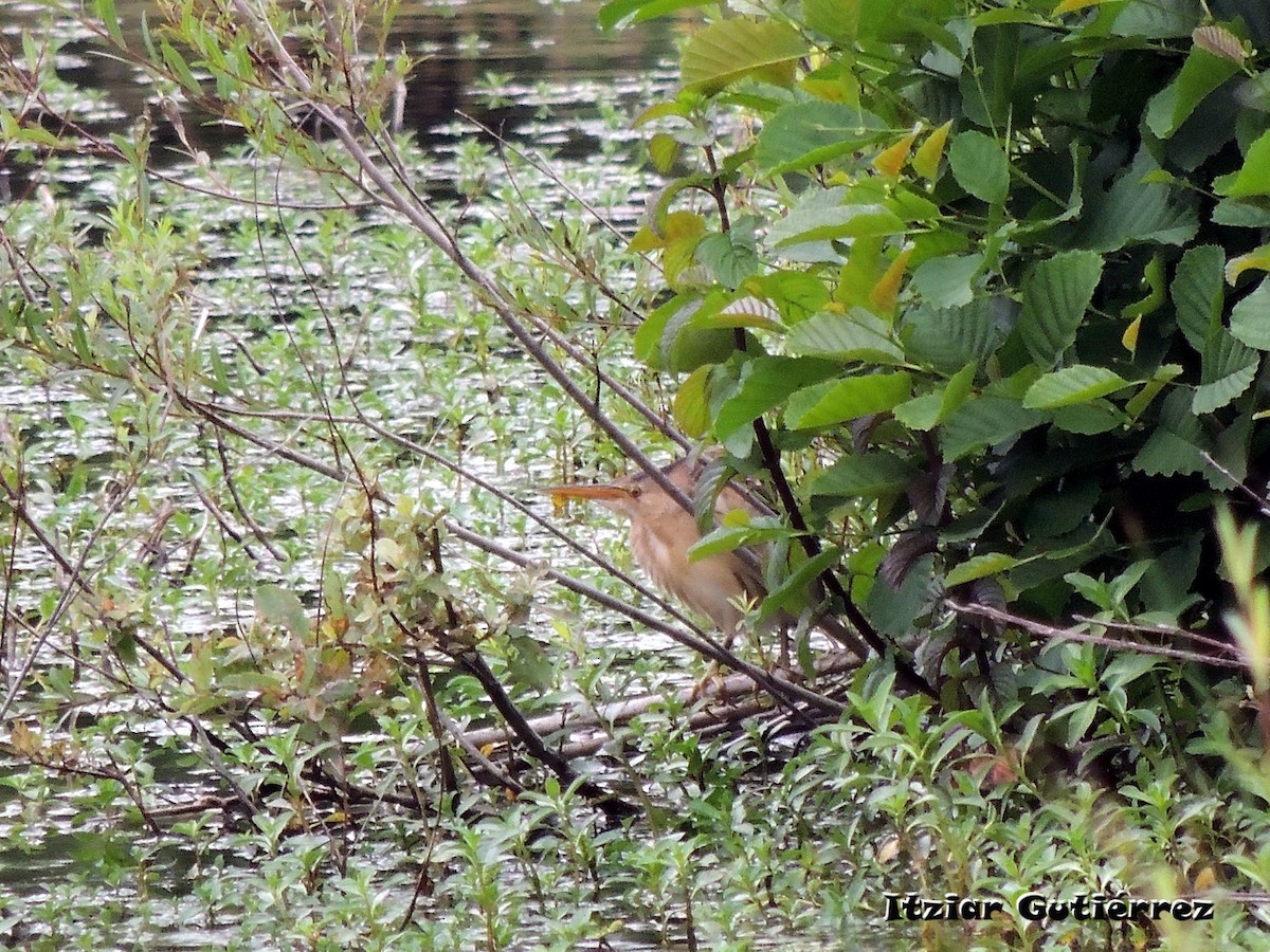 Little Bittern - Itziar Gutiérrez Uranga 🪶