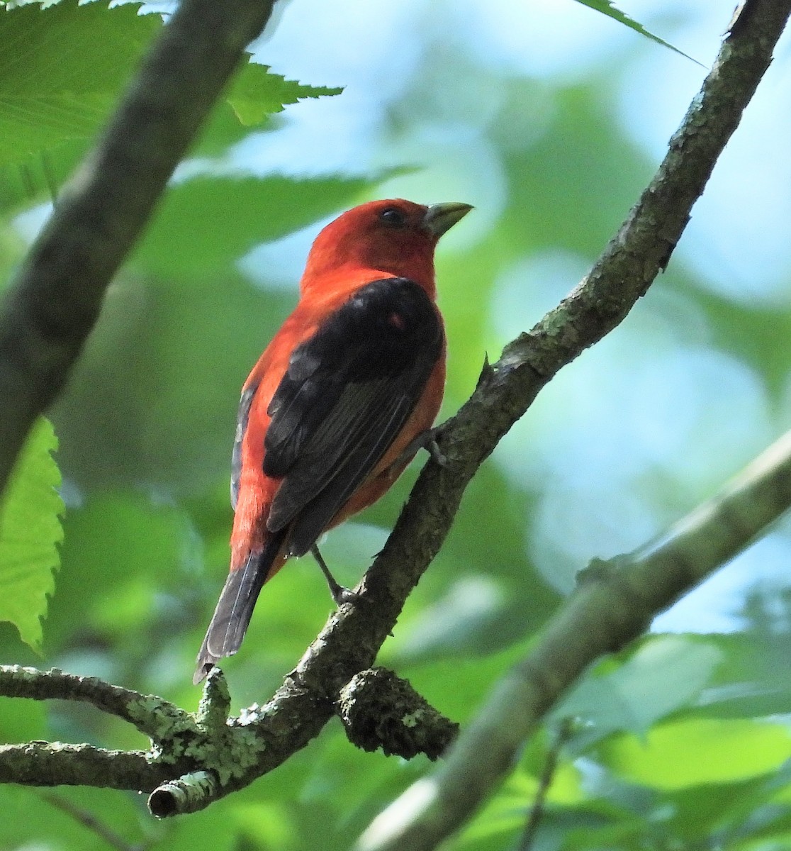 Scarlet Tanager - ML620534320
