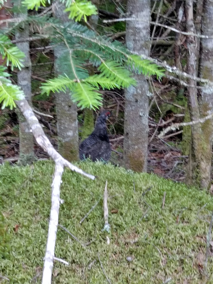 Spruce Grouse - ML620534321