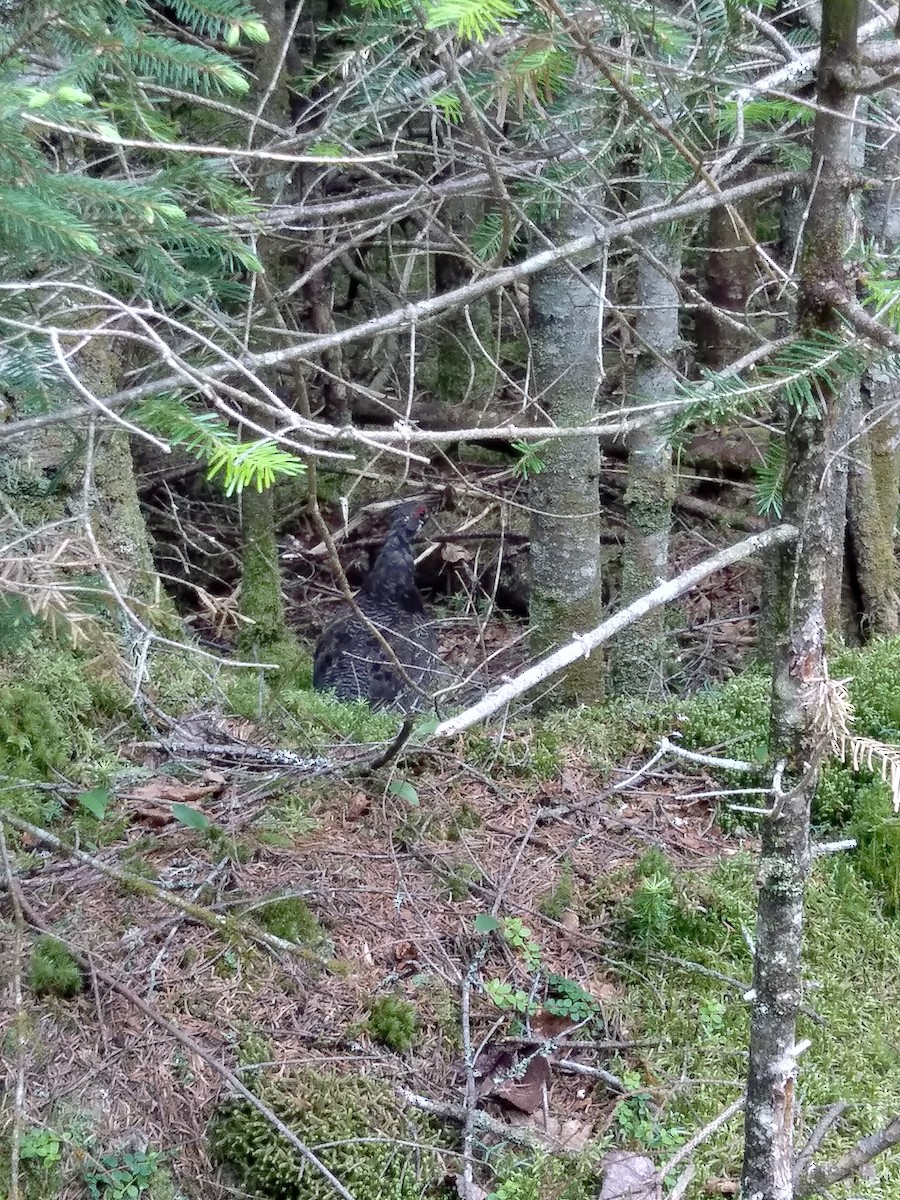 Spruce Grouse - ML620534322