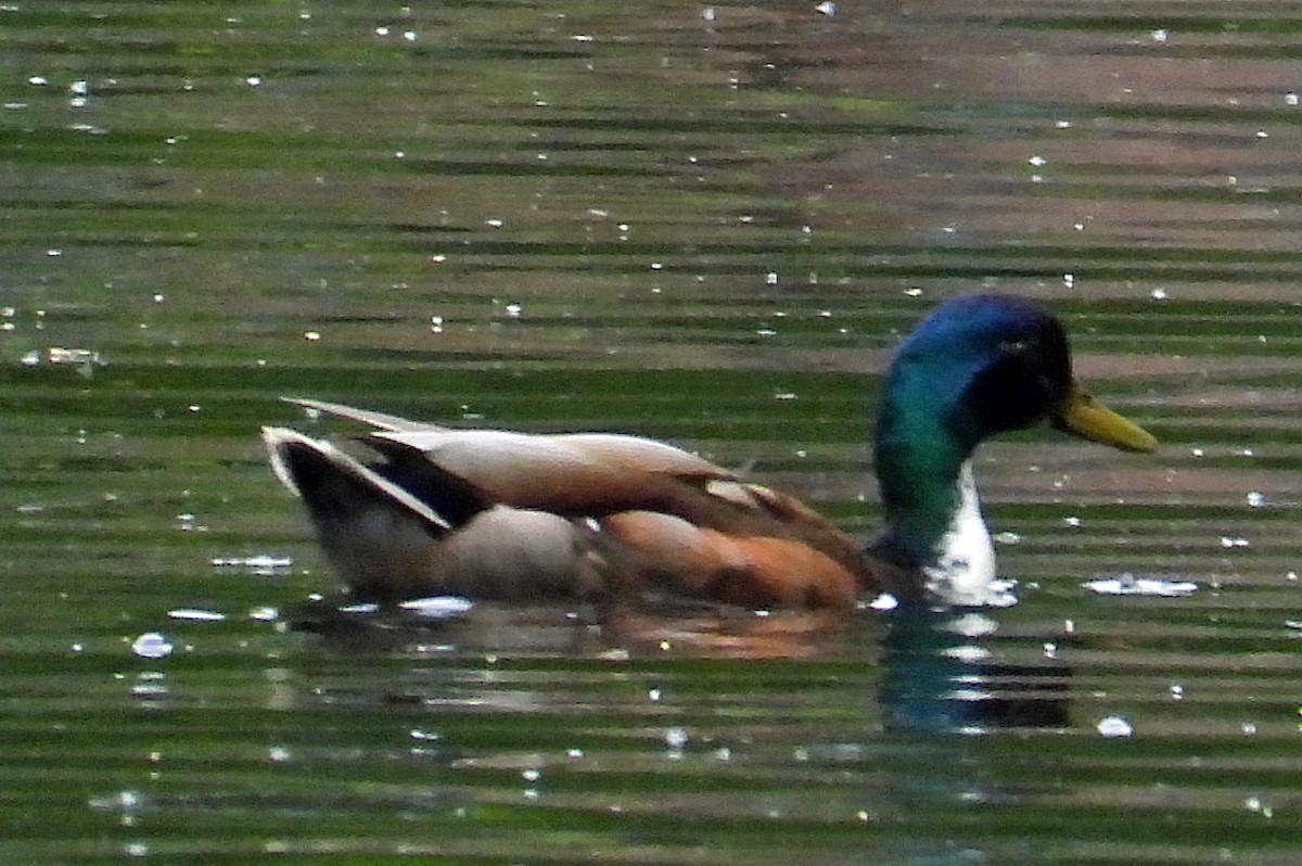 Mallard (Domestic type) - ML620534335