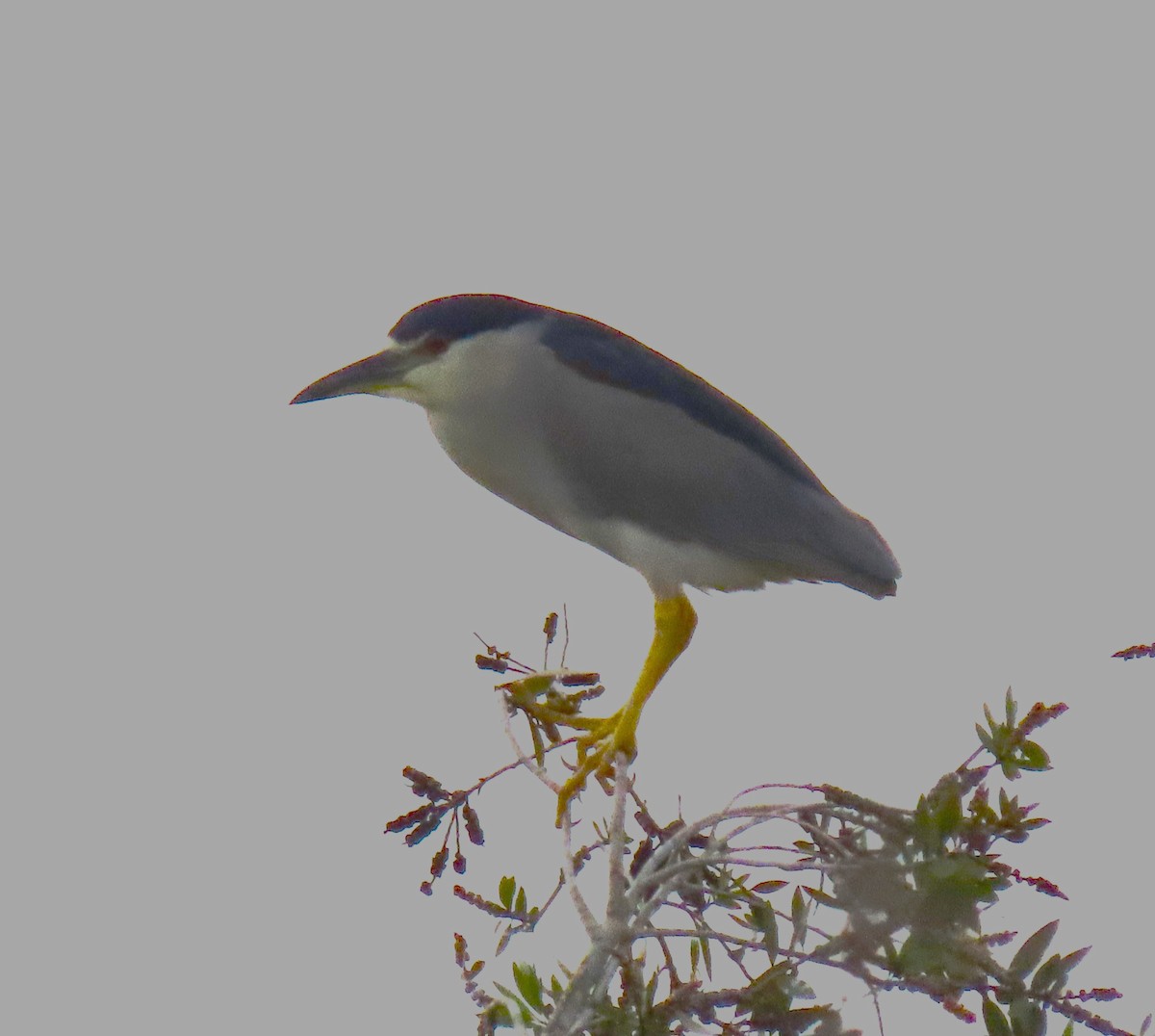 Black-crowned Night Heron - ML620534336