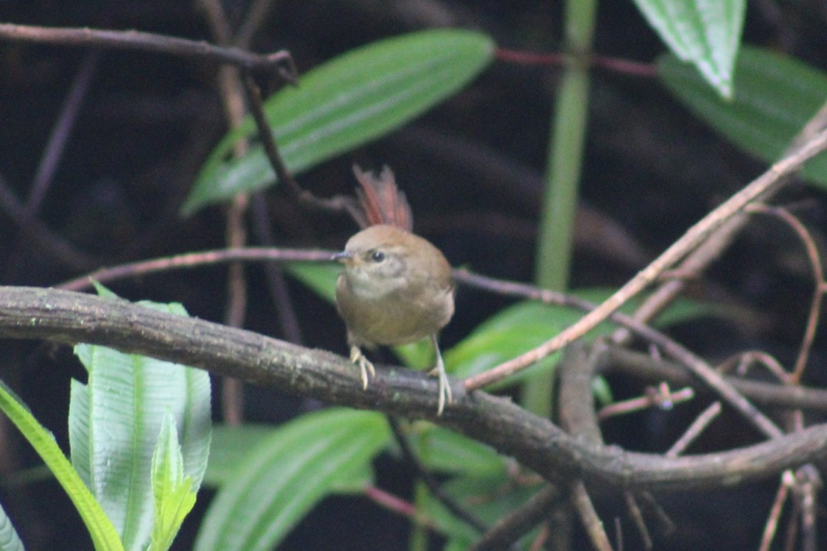 Azara's Spinetail - ML620534341