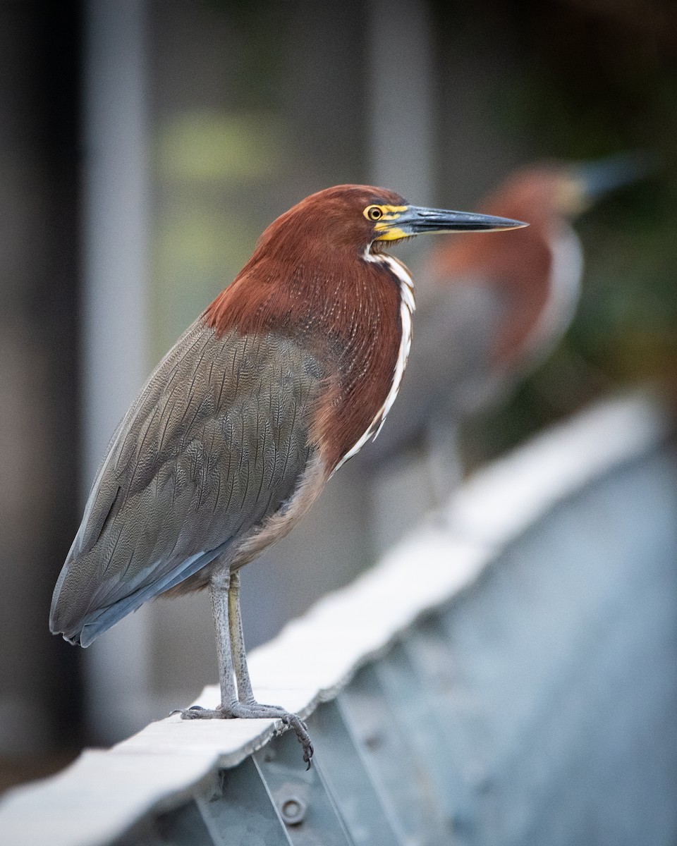 Rufescent Tiger-Heron - ML620534343