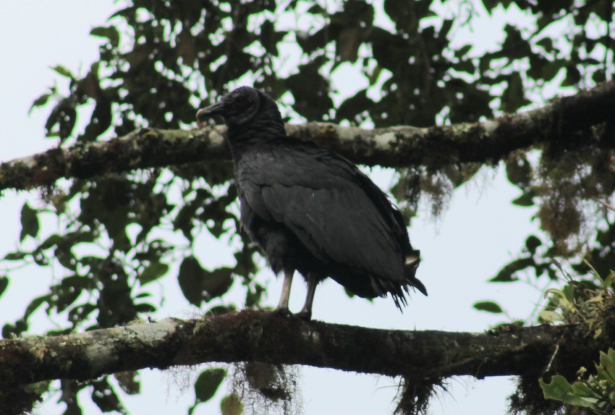 Black Vulture - ML620534349