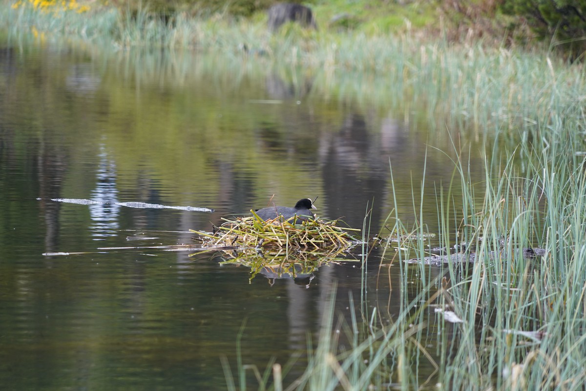 Eurasian Coot - ML620534351