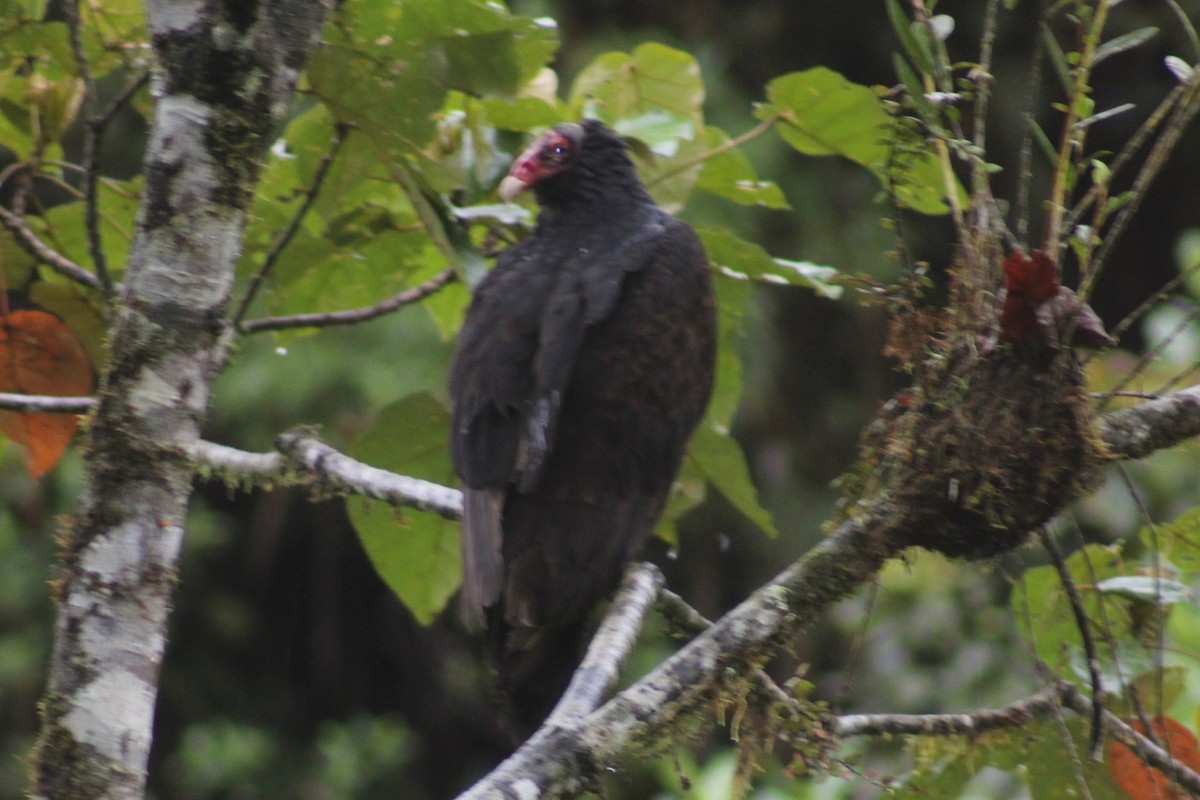 Turkey Vulture - ML620534354