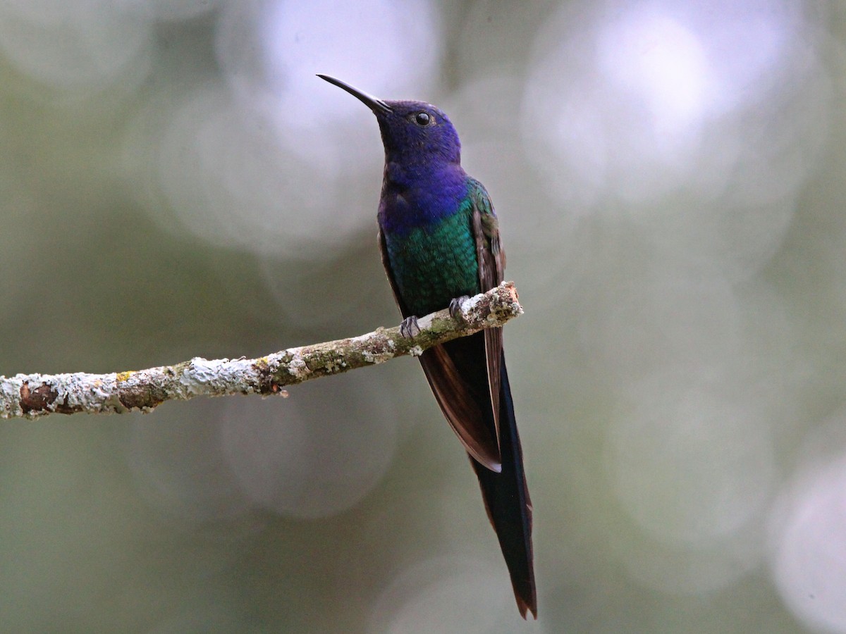 Swallow-tailed Hummingbird - ML620534355