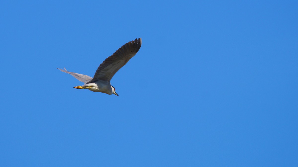 Black-crowned Night Heron - ML620534356