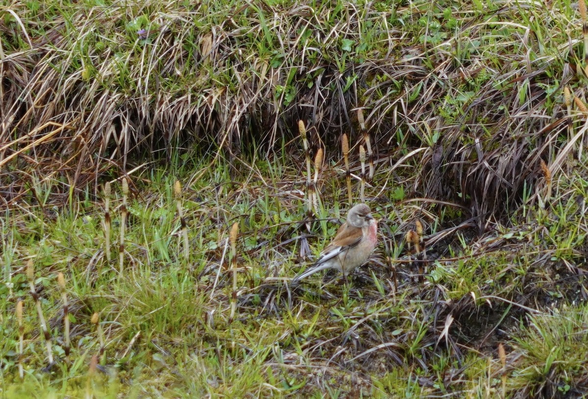 Eurasian Linnet - ML620534357