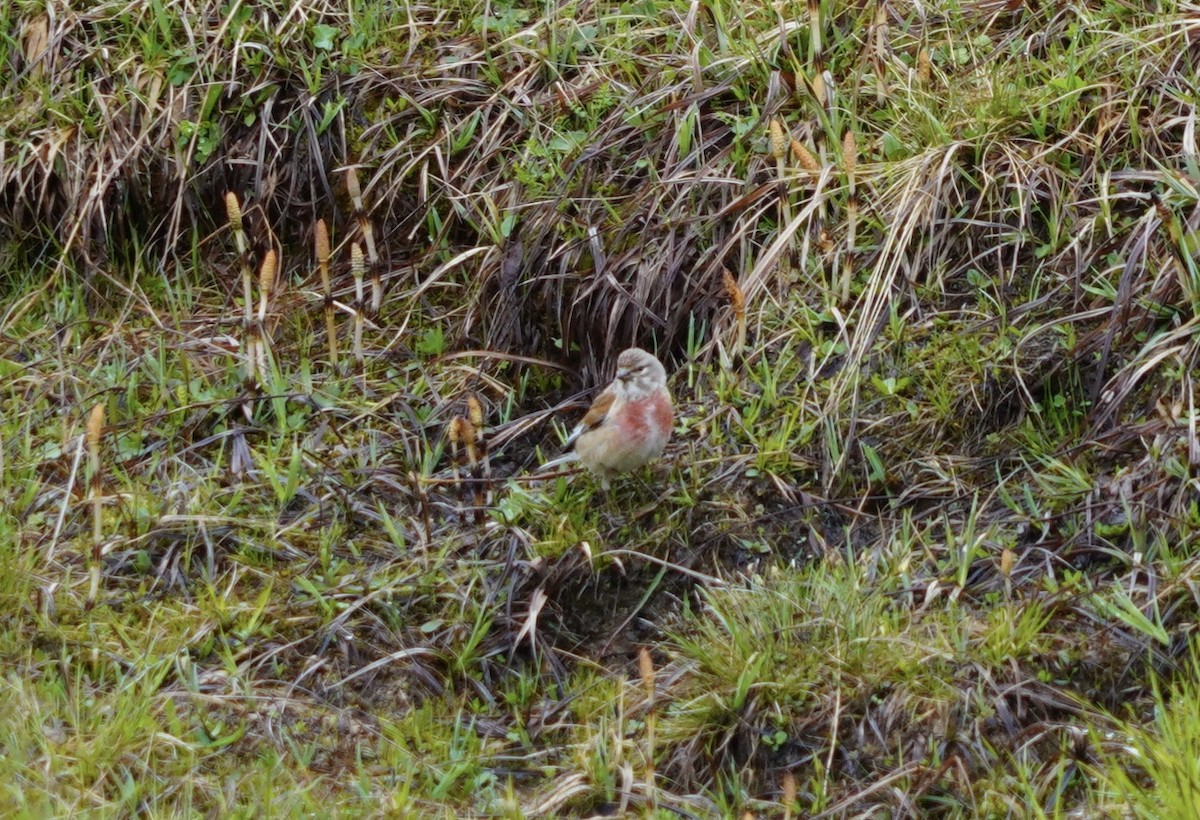 Eurasian Linnet - ML620534358