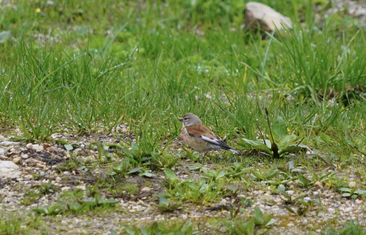 Eurasian Linnet - ML620534359