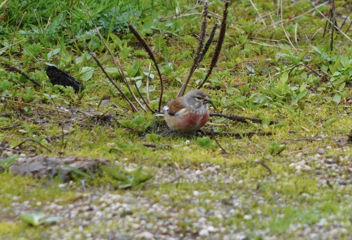 Eurasian Linnet - ML620534360