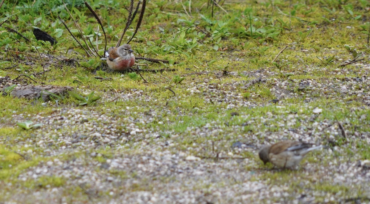 Алтан цэгцүүхэй - ML620534361