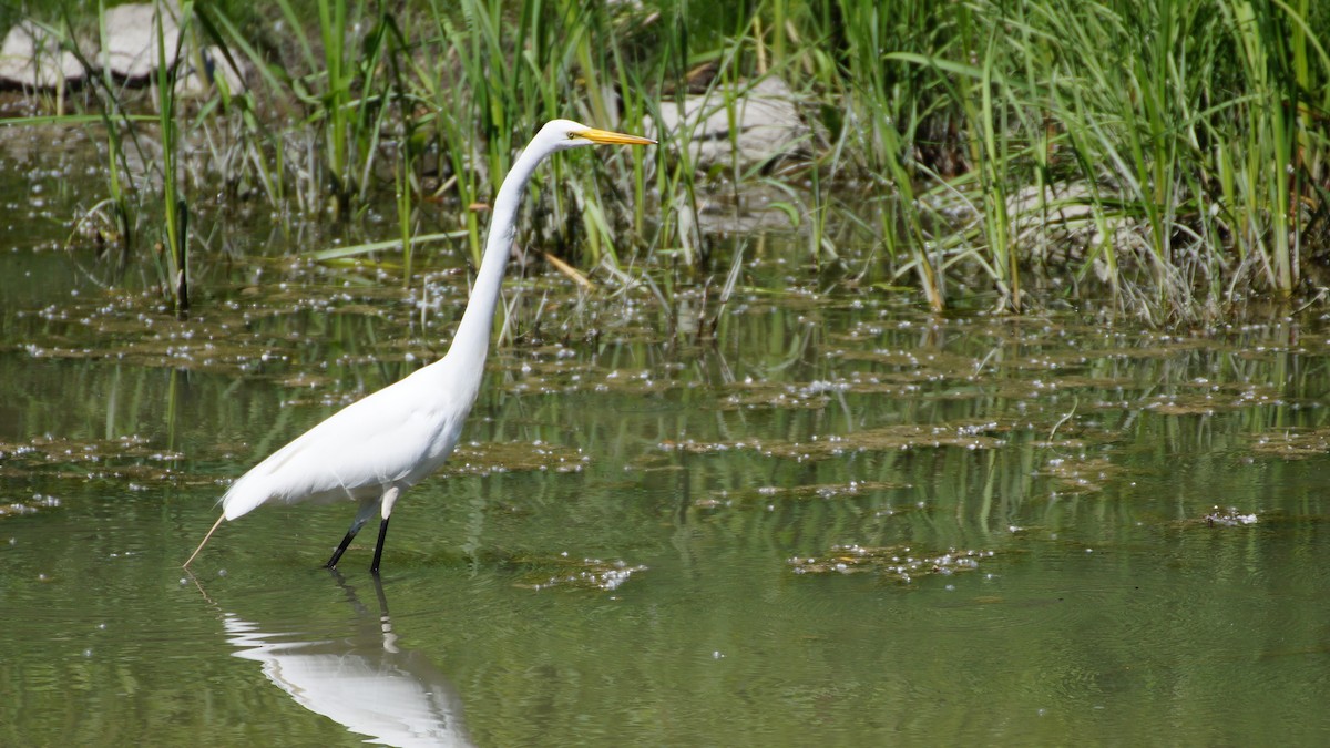 Great Egret - ML620534366