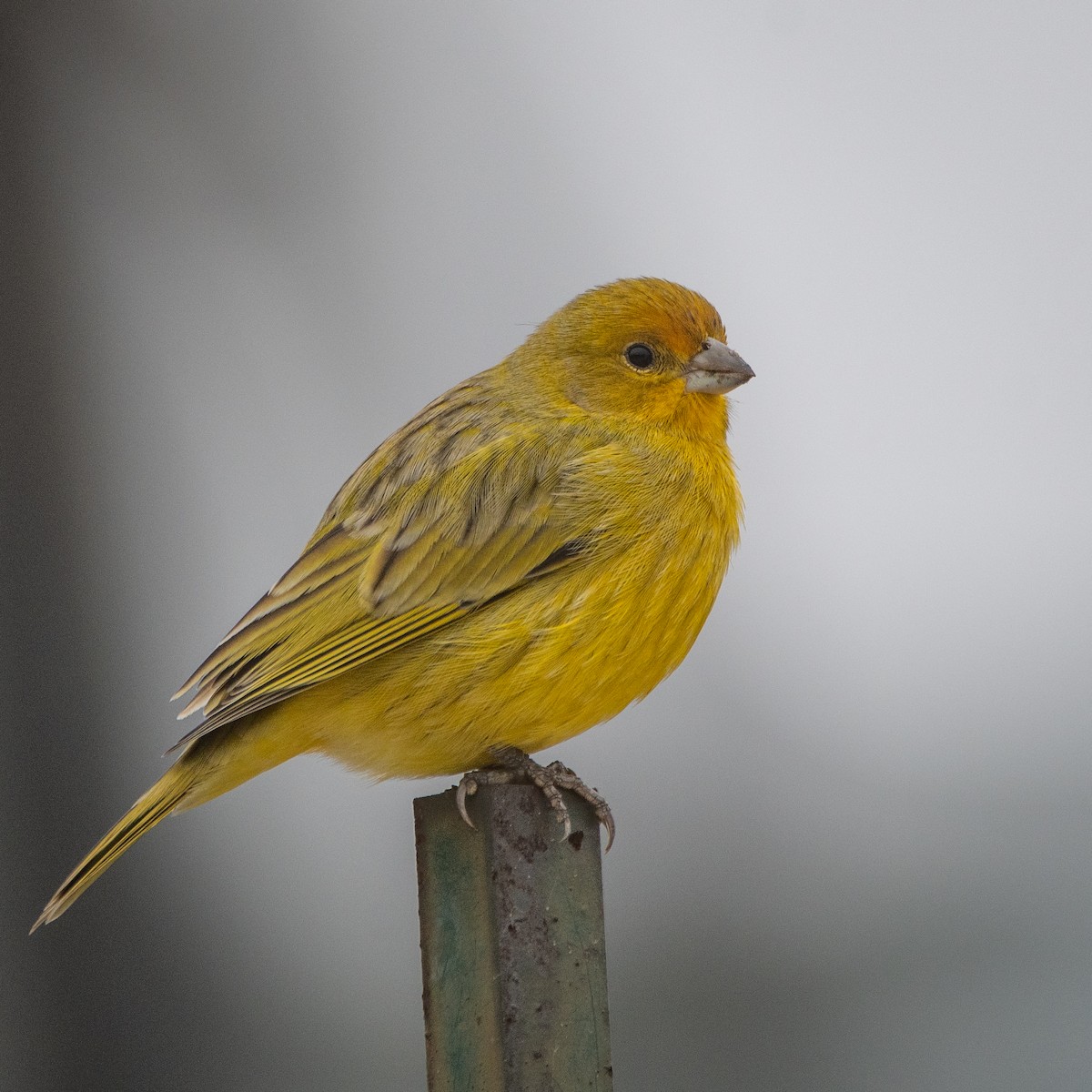 Saffron Finch - ML620534370