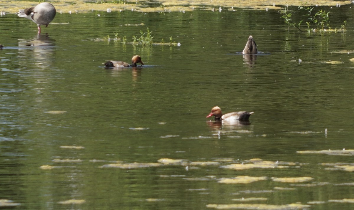 Red-crested Pochard - ML620534384