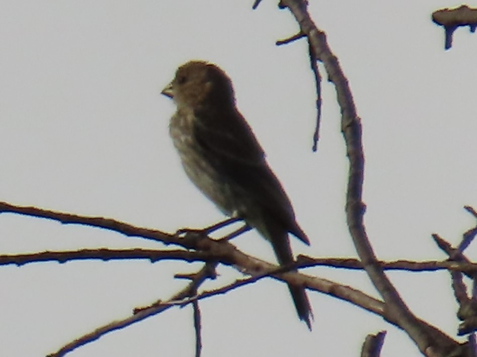 House Finch - ML620534385