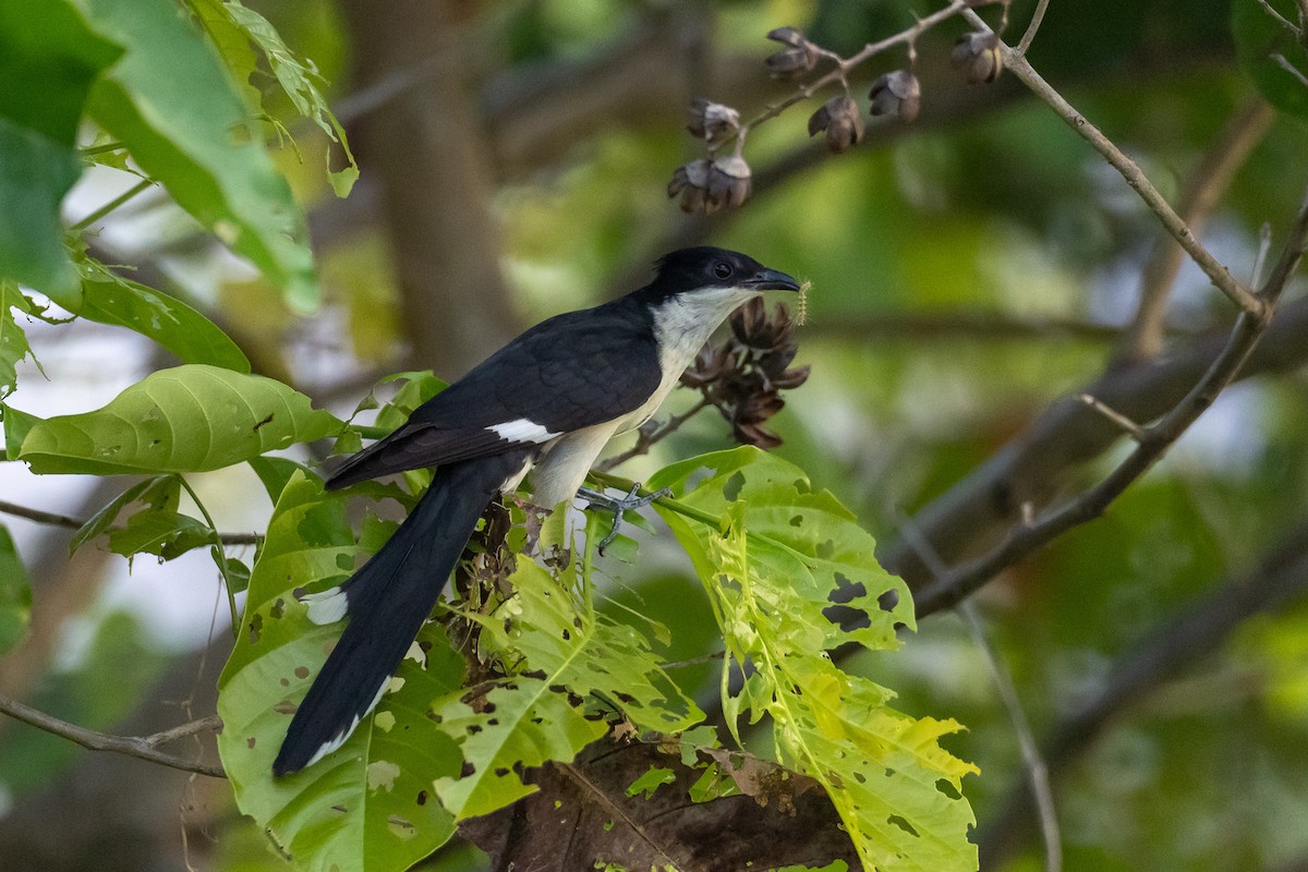 Pied Cuckoo - ML620534390