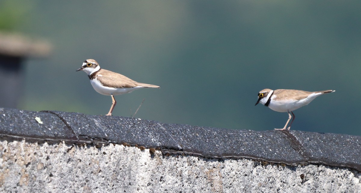 Little Ringed Plover - ML620534392