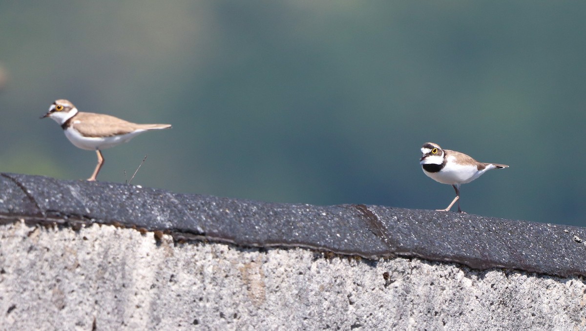 Little Ringed Plover - ML620534393